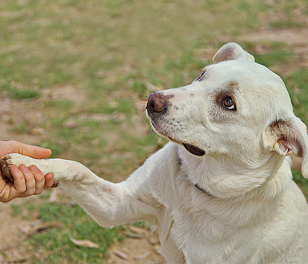 Dog reaching out paw